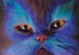 413229_gato2.jpg