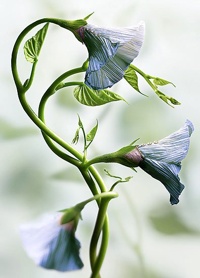 peter-lippmann