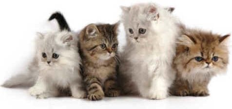 kittens4