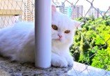Horácio fazendo pose