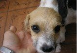 susy