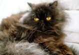 Otávio, nosso gato-celebridade que ainda não tem 3 anos