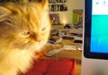 O quarto gato estava de serviço...