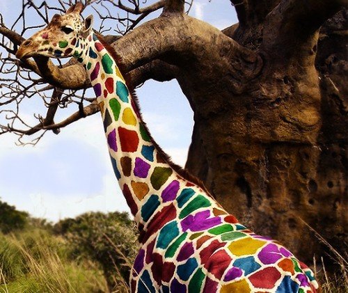 The_Color_Giraffe_by_BEAS1