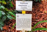 O que será que aconteceu no dia em que essa planta foi descoberta?