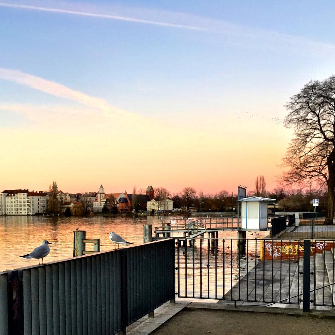#paracegover A imagem mostra dois pássaros sobre a grade à beira do rio Spree conversando sobre os últimos acontecimentos. O céu é uma mistura de azul, laranja e rosa. — at Berlin Köpenick Spree Ufer.