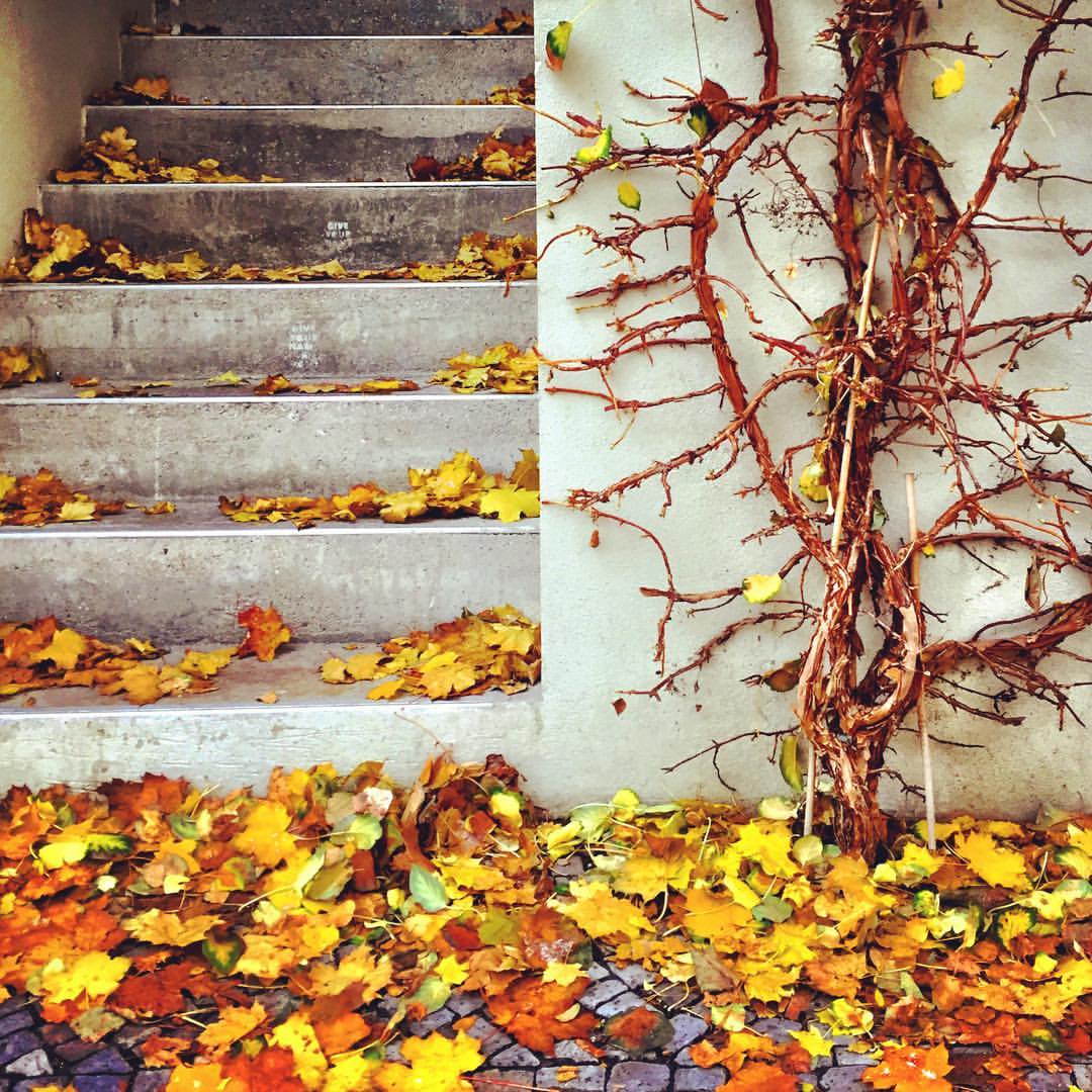 #paracegover A imagem mostrauma trepadeira quase sem folhas. A calçada e a escada ao lado estão cobertas delas. — in Berlin, Germany.