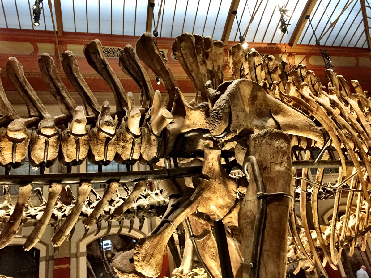 Detalhe da coluna vertebral de um dinossauro, com os ossos se encaixando magnificamente.