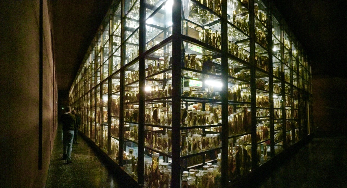A imagem mostra uma sala de vidro cheia de prateleiras, com muitos vidros. Neles, estão animais conservados em líquido.