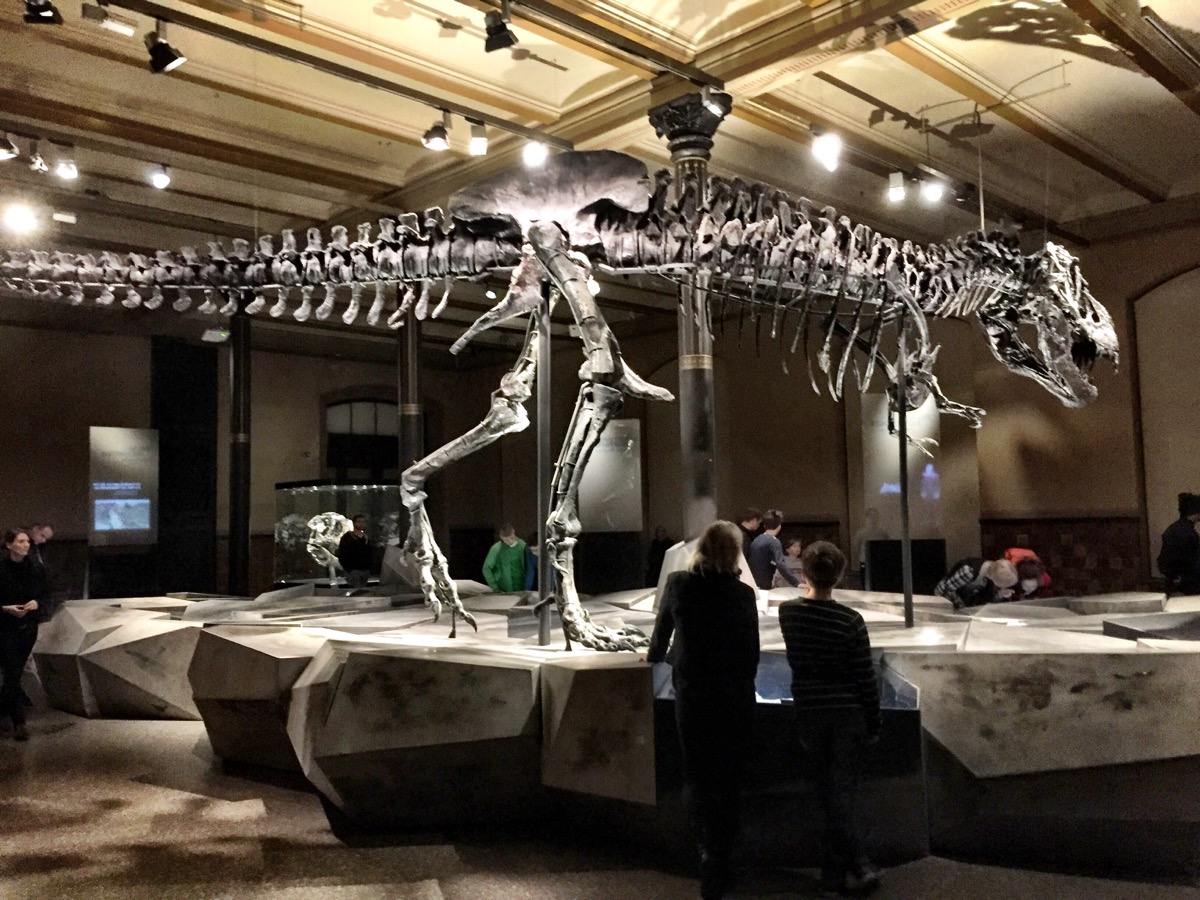 A imagem mostra o esqueleto de um tiranossauro rex.