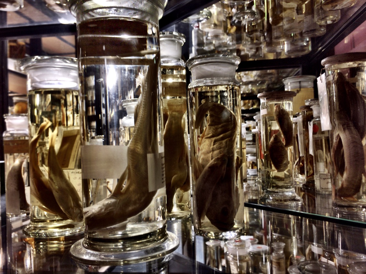 A imagem mostra vidros com animais mortos dentro, conservados em líquido.