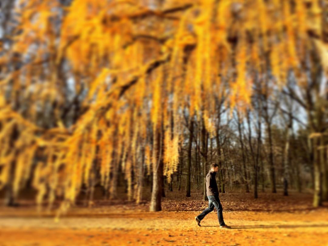 #paracegover A imagem mostra um homem caminhando sob árvores totalmente amarelas; as últimas folhas sobreviventes do outono. A luz do sol faz tudo ficar dourado. — in Tiergarten, Berlin.