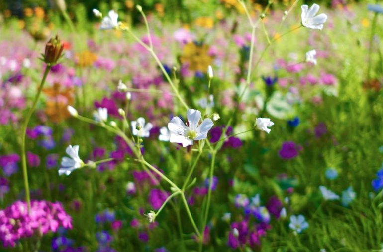 a imagem mostra um jardim florido.