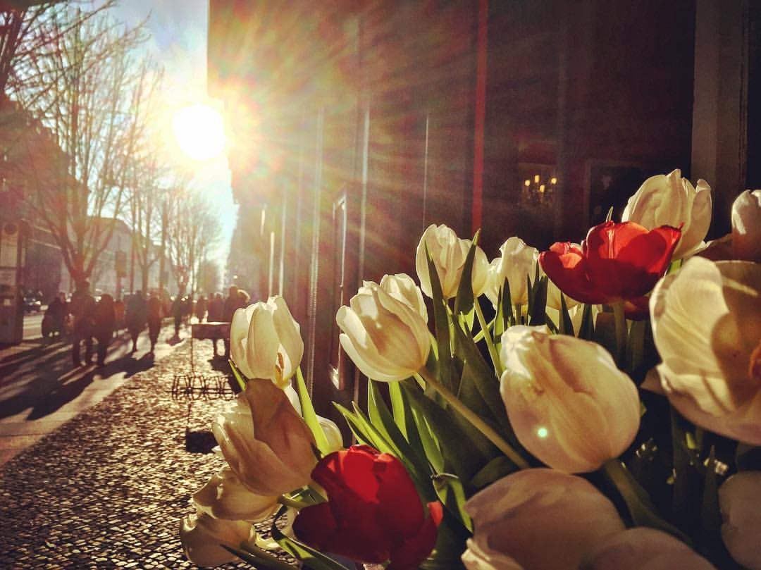 Descrição para deficientes visuais: a imagem mostra a luz do sol sobre um vaso de tulipas brancas e vermelhas colocadas em uma mesa na calçada. As pétalas ficam transparentes e as pessoas caminham na calçada felizes com o calorzinho visual, já que as temperaturas são negativas. — at Kastanienallee.