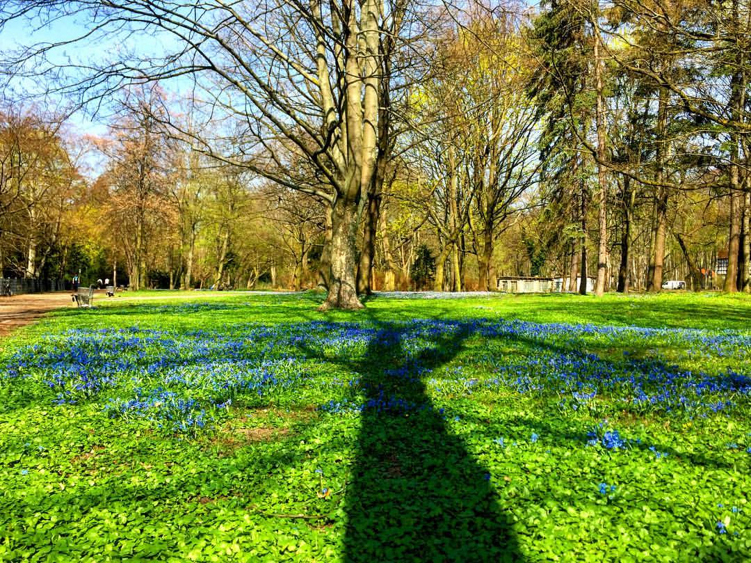 Descrição para deficientes visuais: a imagem mostra a sombra de uma árvore projetada na relva de um parque. Acontece que a grama está toda coberta com florzinhas azuis; então fica parecendo que essas flores são a copa da árvore projetada no chão. O efeito ficou interessante, mas ao vivo ainda tem o perfume... — in Plötzensee, Berlin, Germany.