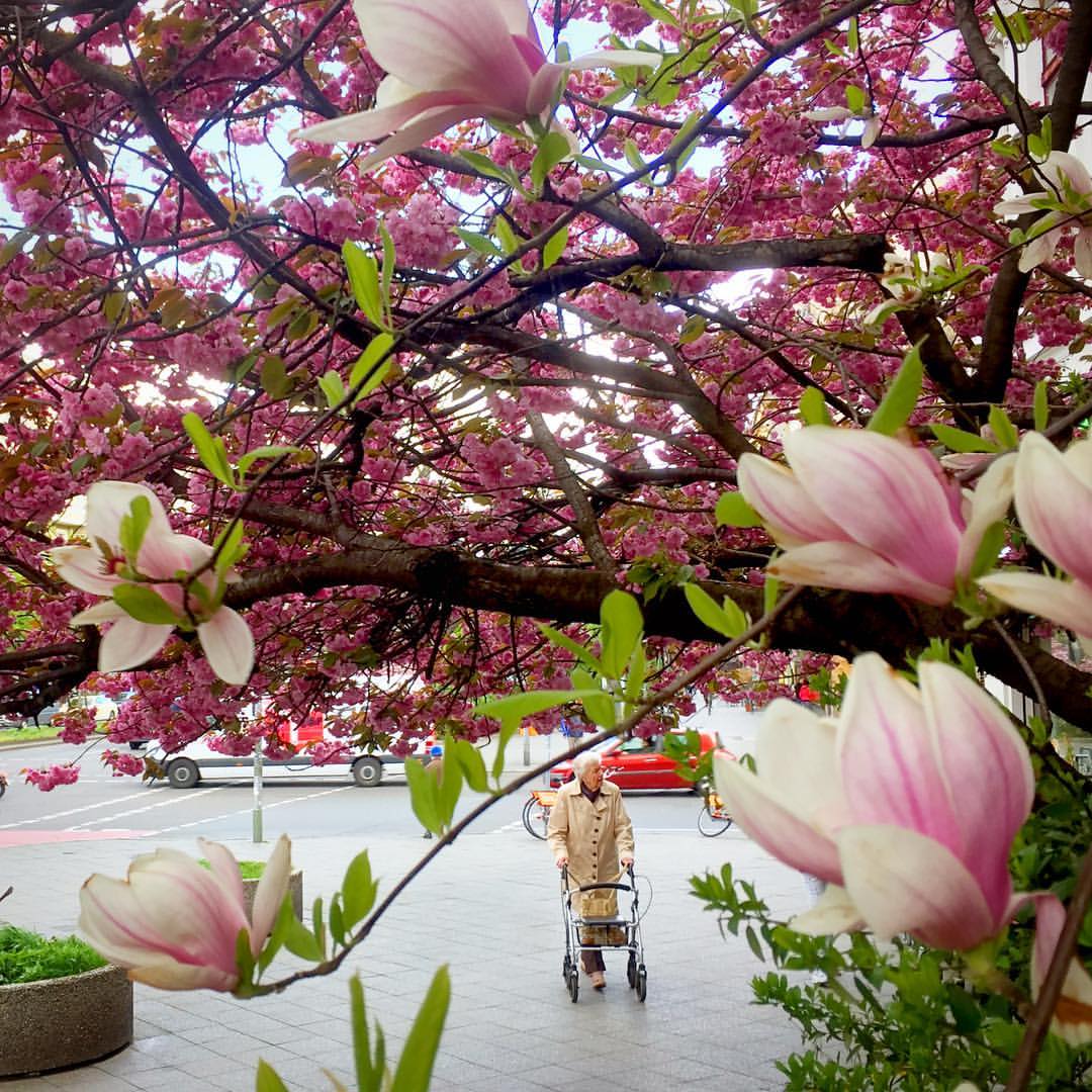 #paracegover Descrição para deficientes visuais: a imagem mostra uma senhorinha com um sobretudo bege caminhando com a ajuda de um andador. Ela está emoldurada por uma cerejeira rosa, fazendo as vezes de um céu florido, e uma árvore carregada de magnólias perfumadas. — at Berlin-Kreuzberg, Mehringdamm.