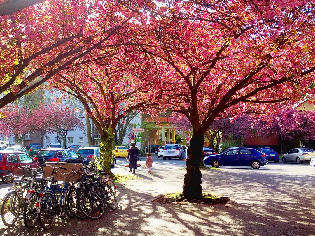 #paracegover Descrição para deficientes visuais: a imagem mostra uma mulher e uma menina caminhando sobre a calçada. Em volta delas tudo é cor de rosa, pois estão cercadas de cerejeiras floridas. No canto esquerdo, há um estacionamento de bicicletas. Alguns carros estragam a paisagem, como sempre...rs — at Divan Restaurant Berlin.