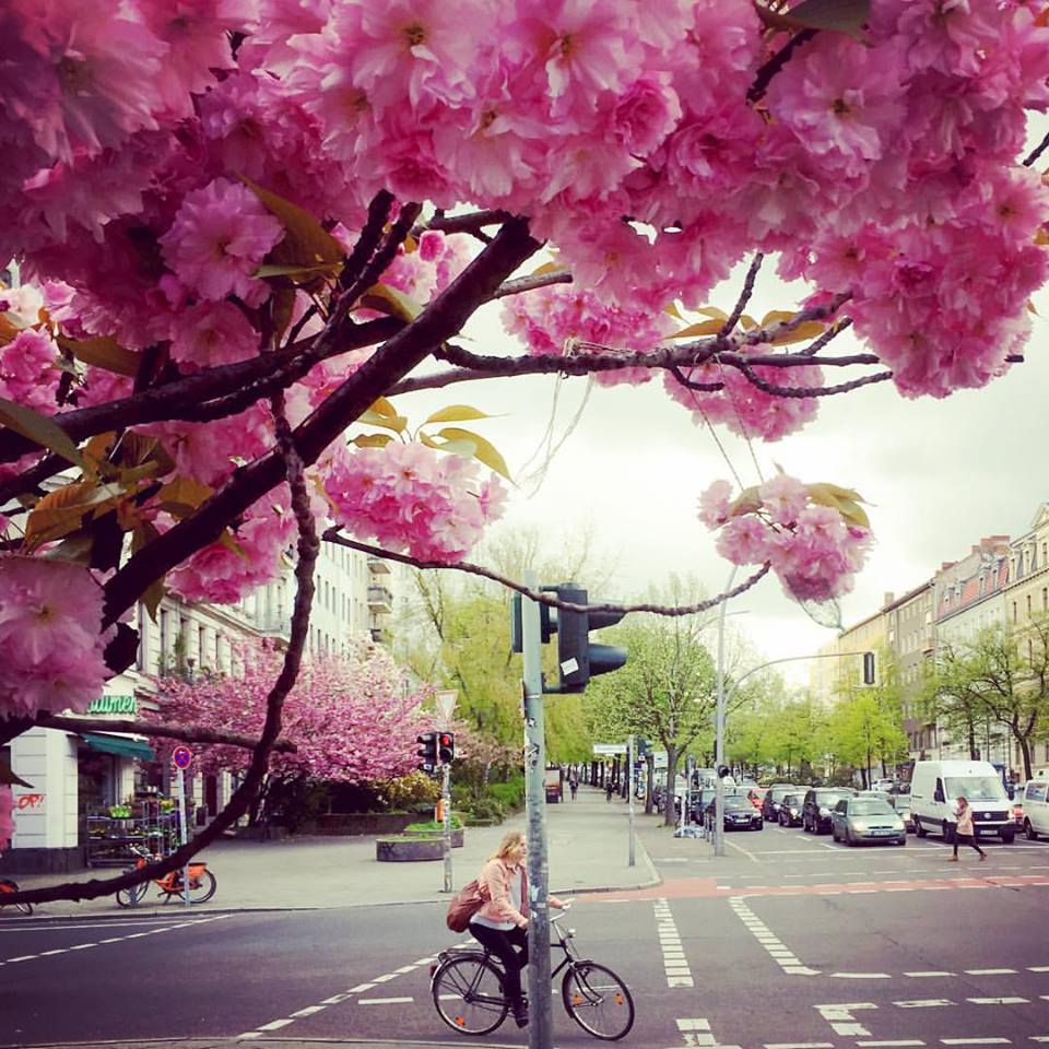 #paracegover Descrição para deficientes visuais: a imagem mostra uma ciclista de blusa rosa, aguardando para atravessar a avenida. A cena é emoldurada por uma cerejeira florida. — at Berlin-Kreuzberg, Mehringdamm.