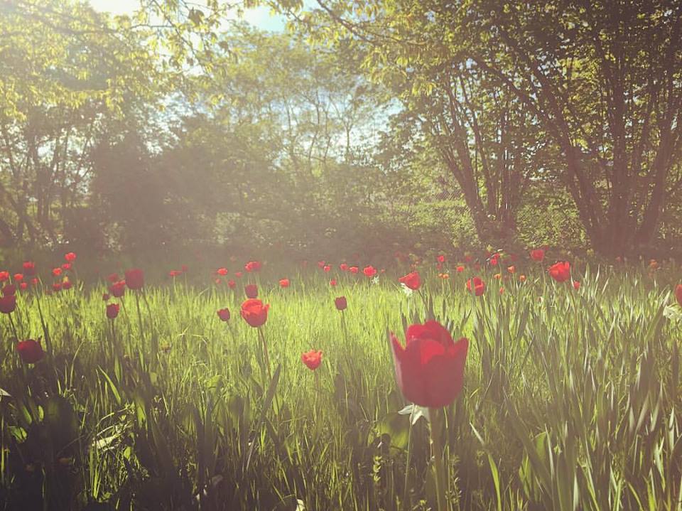  #paracegover Descrição para deficientes visuais: a imagem mostra um campo de tulipas vermelhas sob árvores com folhas novas. 