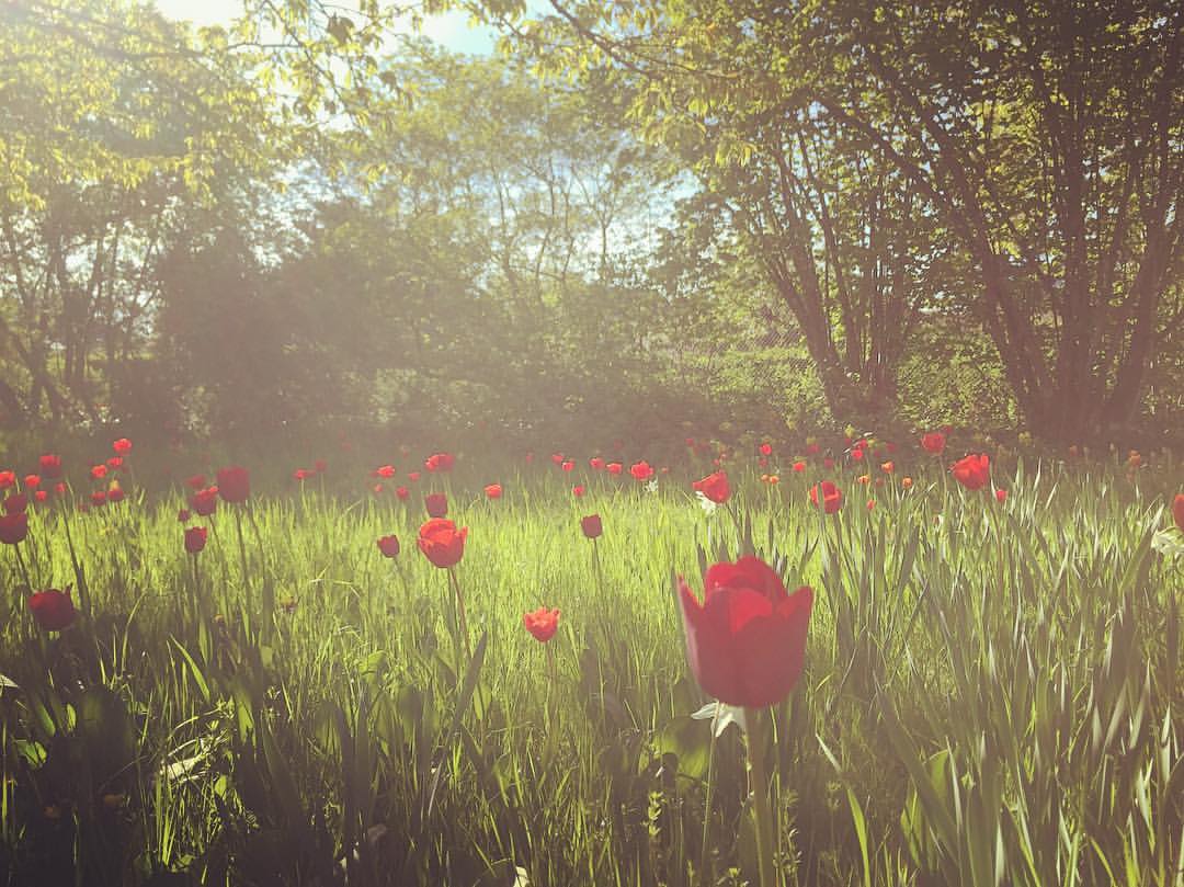 #paracegover Descrição para deficientes visuais: a imagem mostra um campo de tulipas vermelhas sob a luz difusa do sol da tarde.