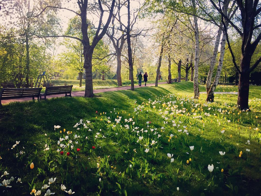 #paracegover Descrição para deficientes visuais: a imagem mostra um casal caminhando por uma alameda arborizada. A relva está coberta de tulipas brancas e amarelas, com algumas convidadas vermelhas. A foto de hoje é para a minha mãe, pois sei que ela adora lugares assim... — at Britzer Garten.