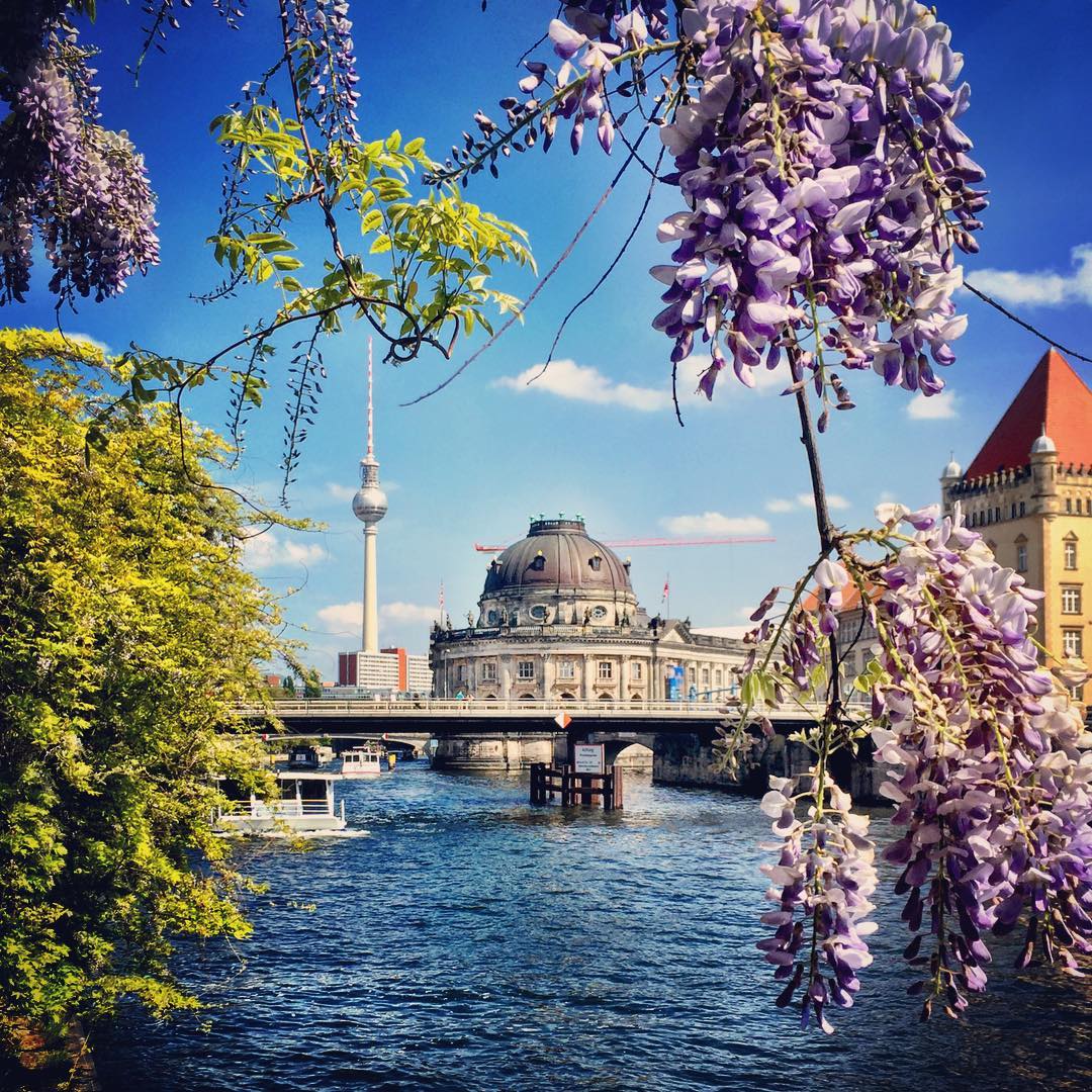 #paracegover Descrição para deficientes visuais: a imagem mostra o rio Spree com o Bode Museum e a Torre de TV ao fundo. A cena é emoldurada por glicínias floridas. O dia está lindo! — at Bode-Museum.