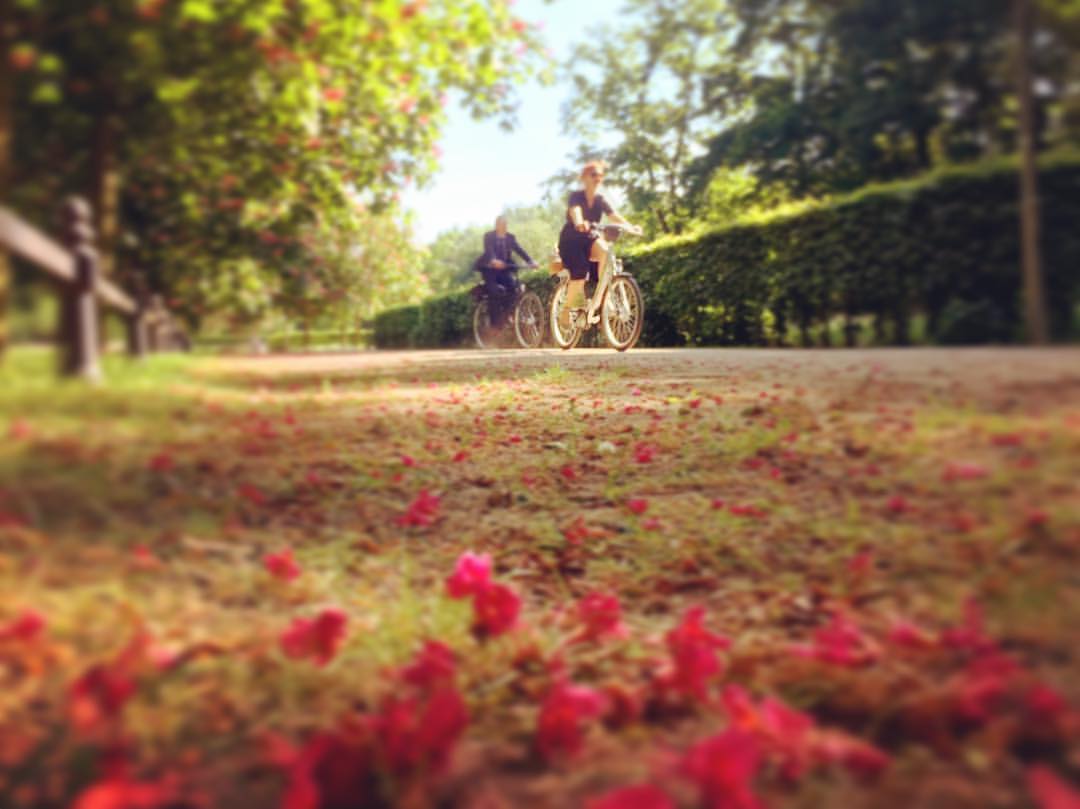 #paracegover Descrição para deficientes visuais: a imagem mostra duas pessoas passeando de bicicleta em um parque. O chão está coberto de florzinhas vermelhas caídas de uma árvore próxima. O dia está lindo ❤️ — at Beethoven-Haydn-Mozart-Denkmal.
