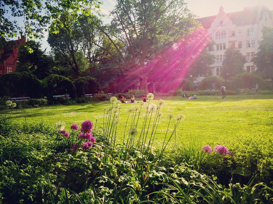 #paracegover Descrição para deficientes visuais: a imagem mostra uma praça, como há muitas na cidade, com pessoas sentadas na grama aproveitando o sol. Há flores cor magenta nos canteiros laterais, exatamente da cor que os raios de sol refletidos na lente da câmera ficaram (não sei como aconteceu esse defeito especial e não sei fazer de novo...rs). — at Kantstr Ecke Savignyplatz.