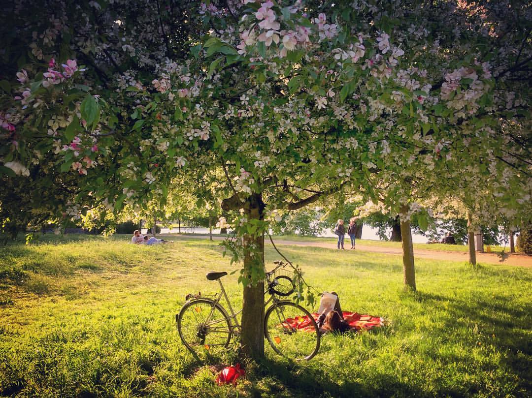 #paracegover Descrição para deficientes visuais: a imagem mostra uma moça deitada embaixo de uma árvore florida, lendo. Sua bicicleta está encostada no tronco. O dia está paradisíaco. — at Inselgarten Treptower Park.