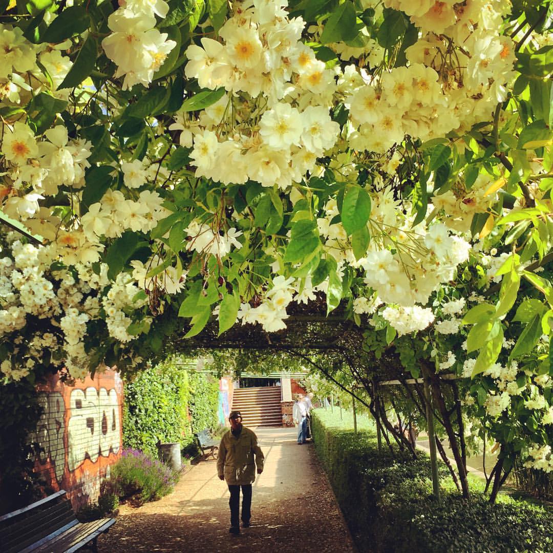 #paracegover Descrição para deficientes visuais: a imagem mostra um homem caminhando por baixo de um caramanchão de flores brancas. Ao fundo, uma escada que dá acesso à rua. Tem um banco de jardim do lado esquerdo que parece o lugar ideal para ler um livro... — at Café am Engelbecken.