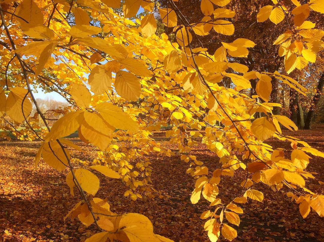#paracegover Descrição para deficientes visuais: a imagem mostra uma árvore totalmente dourada no meio de um parque amarelo. Não estou sabendo lidar com tanta beleza... 😍 — at Treptower Park.