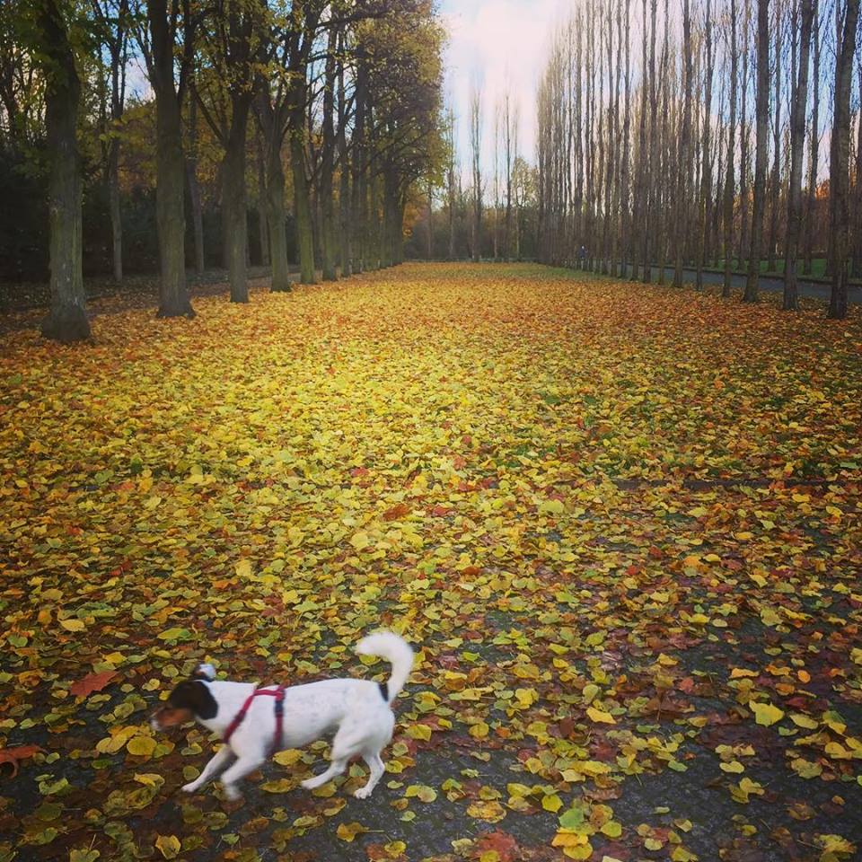  #paracegover Descrição para deficientes visuais: a imagem mostra a parte de trás do Memorial Soviético onde as árvores já estão todas peladas e as folhas, amarelas, cobrem o chão como um tapete espesso. Um cachorrinho branco passa feliz, fazendo festa. Parece um conto de fadas... — at Soviet War Memorial.