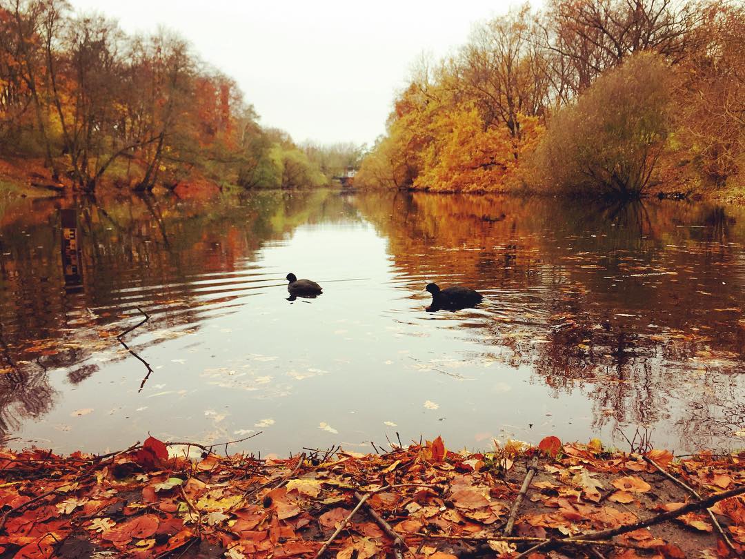 #paracegover Descrição para deficientes visuais: a imagem mostra dois patos numa lagoa (o da direita parece um gatinho). Toda a vegetação em volta está acobreada, colorindo o dia nublado. — at Willmersdorfer Volkspark.