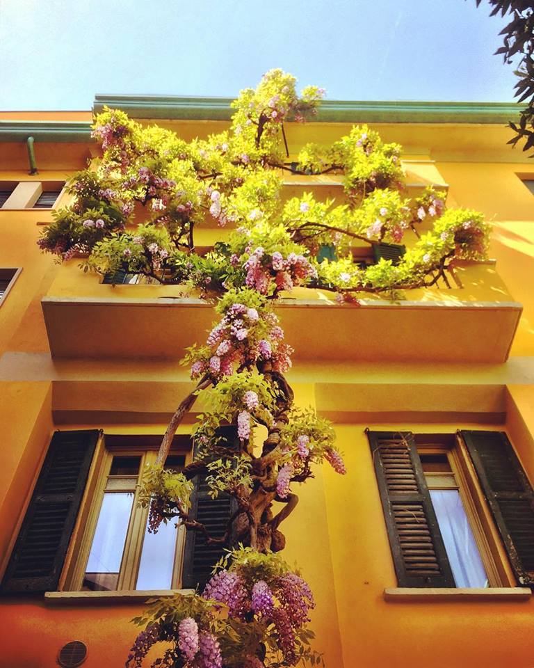 #paracegover Descrição para deficientes visuais: a imagem mostra um tronco florido de glicíneas subindo pelas paredes de um prédio amarelo.