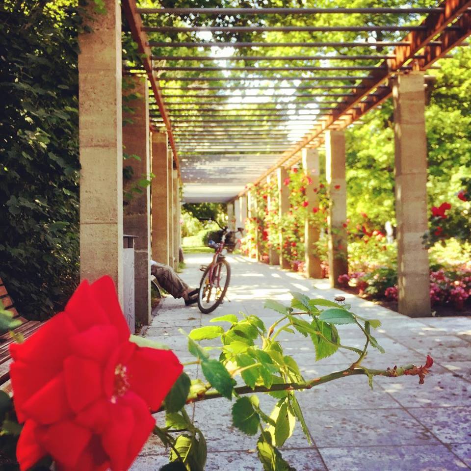 #paracegover Descrição para deficientes visuais: a imagem mostra uma bicicleta estacionada sob um caramanchão ao lado de um par de pernas de uma pessoa sentada num banco. Em primeiro plano, uma rosa vermelha e uma carochinha em cima das folhas. — at Treptower Park.