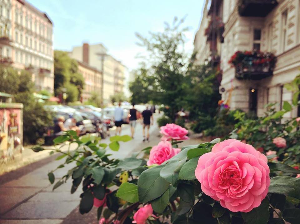 #paracegover Descrição para deficientes visuais: a imagem mostra minha rua preferida na cidade; larga, com seus prédios antigos restaurados e muito arborizada, a Oderbergerstraße é puro charme. Em primeiro plano, um canteiro de rosas na calçada. — at Oderberger38.