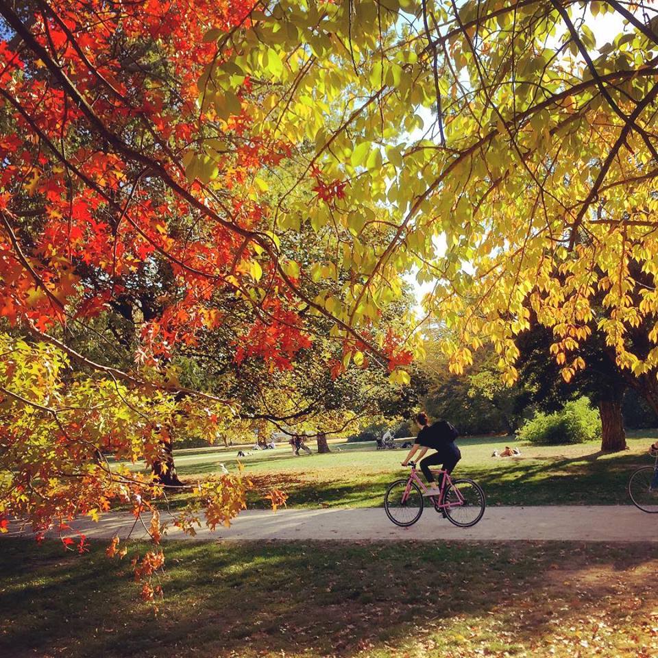 #paracegover Descrição para deficientes visuais: a imagem mostra um ciclista passeando no parque Treptower. As árvores estão com as folhas vermelhas e amarelas. — at Treptower Park.