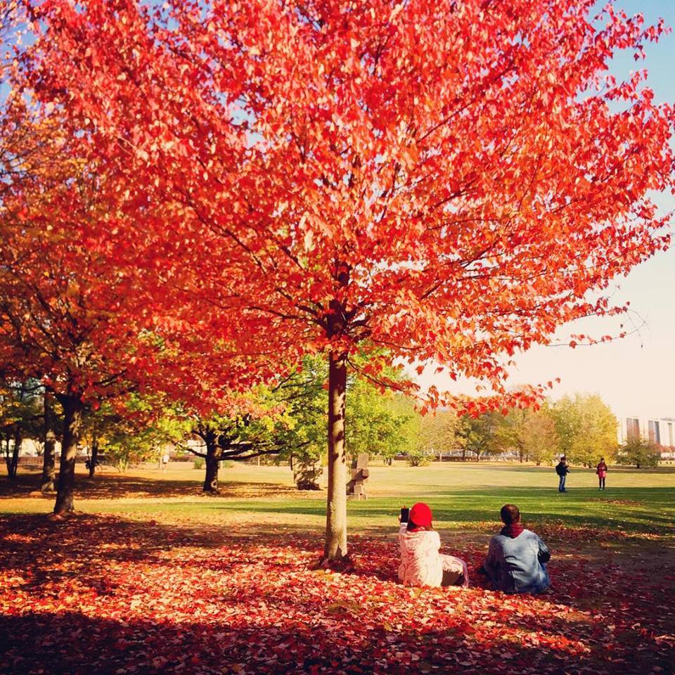 #paracegover Descrição para deficientes visuais: a imagem mostra um casal sentado no mar de folhas vermelhas e pink sob uma árvore intensamente ruiva. A moça usa uma boina vermelha. — at Reichstag dome.