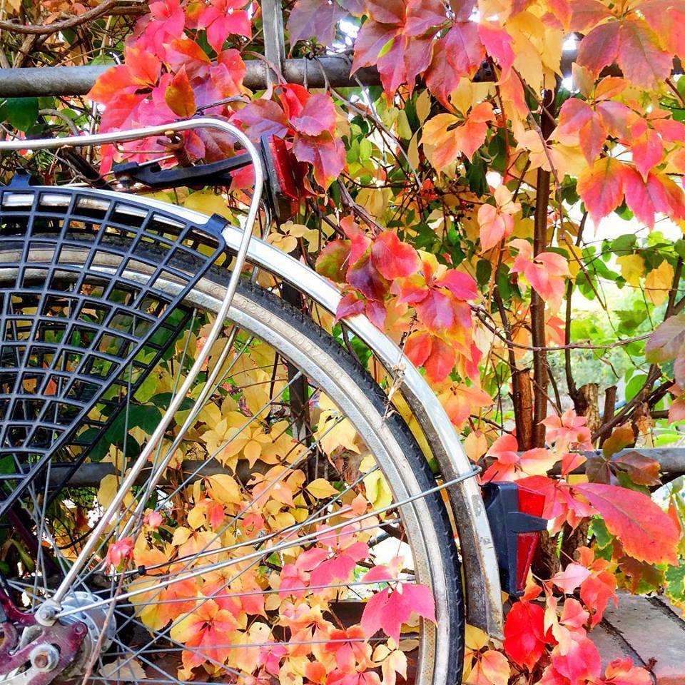  #paracegover Descrição para deficientes visuais: a imagem mostra parte da roda traseira de uma bicicleta encostada em uma cerca coberta de era com folhinhas douradas e vermelhas. — in Berlin, Germany.
