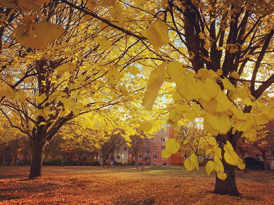 #paracegover Descrição para deficientes visuais: a imagem mostra um parque com o chão coberto de folhas douradas. As árvores estão com todas as folhas amarelas. — at Luisenstadtkirche Bodendenkmal.