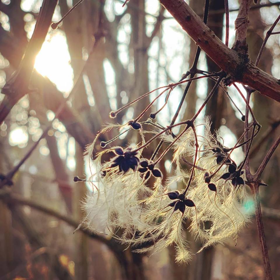 #paracegover Descrição para deficientes visuais: a imagem mostra uma espécie de flor em que uma sementinha explode e dá lugar a uma estrutura cheia de “cabelinhos”. Muito linda! — at Hermsdorfer See.